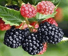 a bunch of blackberries and raspberries hanging from a tree branch .