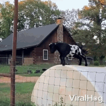 a black and white goat standing on top of a fence in front of a house that says viralhog on it