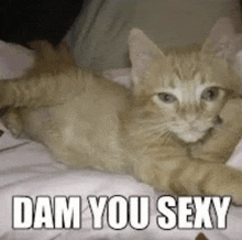 a cat is laying on a bed with the words `` dam you sexy '' .