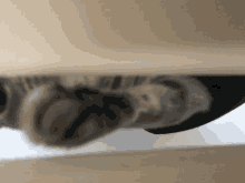 a blurred image of a cat 's paws laying on a table