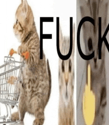 a kitten pushing a shopping cart next to a picture of a cat with the word fuck written on it