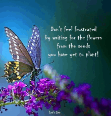 a butterfly is sitting on a purple flower with a quote about waiting for the flowers from the seeds you have yet to plant