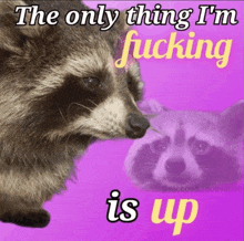 a raccoon with the words the only thing i 'm fucking is up