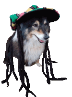 a dog wearing dreadlocks and a sombrero with a white background