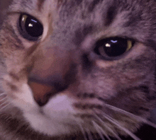 a close up of a cat 's face with a yellow eye