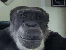 a chimpanzee with a beard is sitting in a chair and smiling .