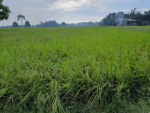 a lush green field with trees in the background