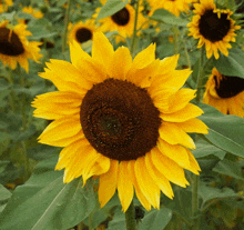 a close up of a sunflower with a brown center