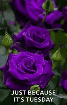 a bunch of purple roses with a message that says `` just because it 's tuesday ''