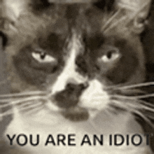 a black and white photo of a cat with the words `` you are an idiot '' written on it .