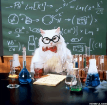 a cat wearing glasses and a bow tie sits at a desk in front of a blackboard