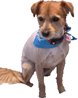 a brown and white dog wearing a blue bandana around its neck