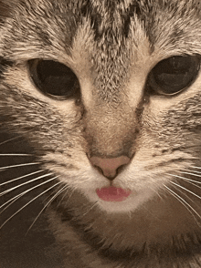 a close up of a cat with lipstick on its lips