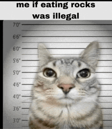 a picture of a cat with the caption " me if eating rocks was illegal " above it