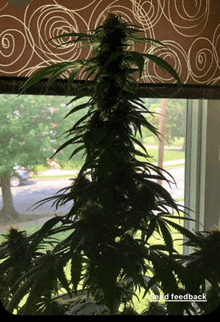 a picture of a marijuana plant in front of a window with the words send feedback written below it