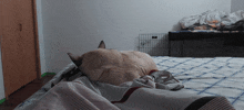 a cat laying on a bed with a striped blanket on it