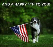 a black and white dog holding an american flag with the words and a happy 4th to you below it