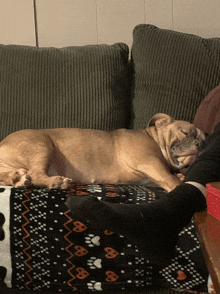 a dog laying on a couch next to a person