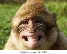 a close up of a monkey making a funny face .