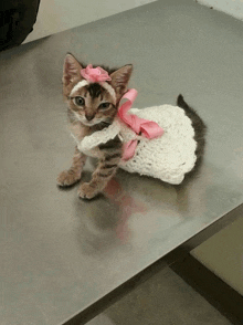 a kitten wearing a white sweater with a pink bow on its head