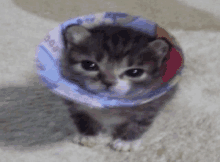 a kitten wearing a cone with the word poo written on it