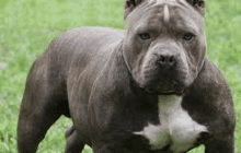 a very muscular dog is standing in the grass looking at the camera .