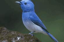 a small blue and white bird sitting on a rock