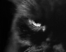 a close up of a black cat 's eye in a black and white photo