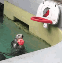 a sea otter is holding a ball in its mouth in front of a basketball hoop with the portland trailblazers logo