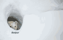 a polar bear sticking its head out of a hole with the word bonjour written on the bottom