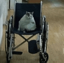 a cat is sitting in a wheelchair on the floor .