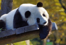 a panda bear rests its head on a wooden fence post