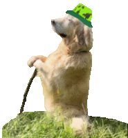 a dog is wearing a green hat and holding a cane