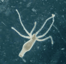 a close up of a hydra in the ocean .