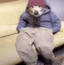 a dog is sitting on a couch wearing a hoodie and a hat .