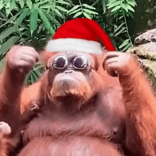 an orangutan wearing a santa hat and sunglasses