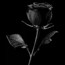 a black and white photo of a black rose with leaves against a black background .