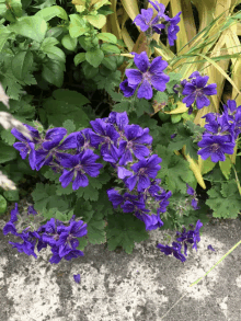 a bunch of purple flowers are growing on a concrete surface