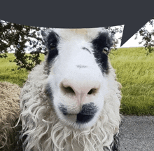 a close up of a sheep 's face with a speech bubble in the background