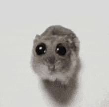 a close up of a small hamster with big black eyes on a white surface .