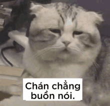 a cat with its eyes closed has a sign above it that says chan chang buon noi