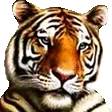 a close up of a tiger 's face against a white background .