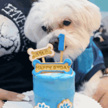 a small white dog wearing a blue shirt eating a birthday cake