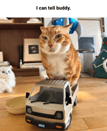 a cat standing on top of a toy truck with the words " i can tell buddy " above it