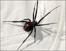 a black widow spider with a red spot on its back is sitting on a white surface .