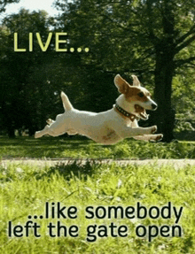 a dog is jumping in the air with the words live like somebody left the gate open below it