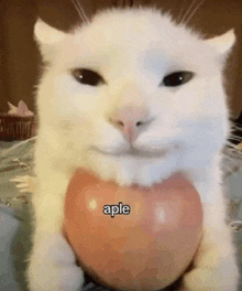 a white cat is holding a large apple in its paws and smiling .