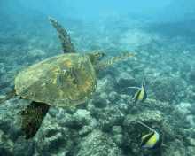 a sea turtle is swimming near a fish in the water