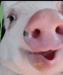 a close up of a pig 's face with its mouth open .