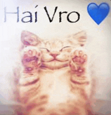 a picture of a cat with its paws up and the words hai vro written above it .